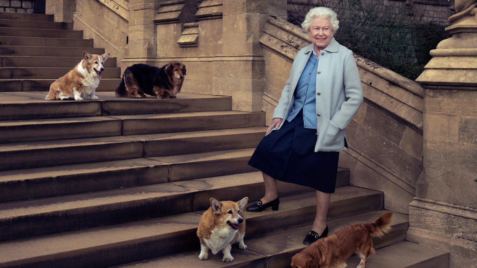 собаки королевы англии фото