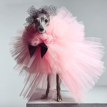 Подпишитесь на @tikatheiggy, самую модную собаку и звезду карантинных дорожек