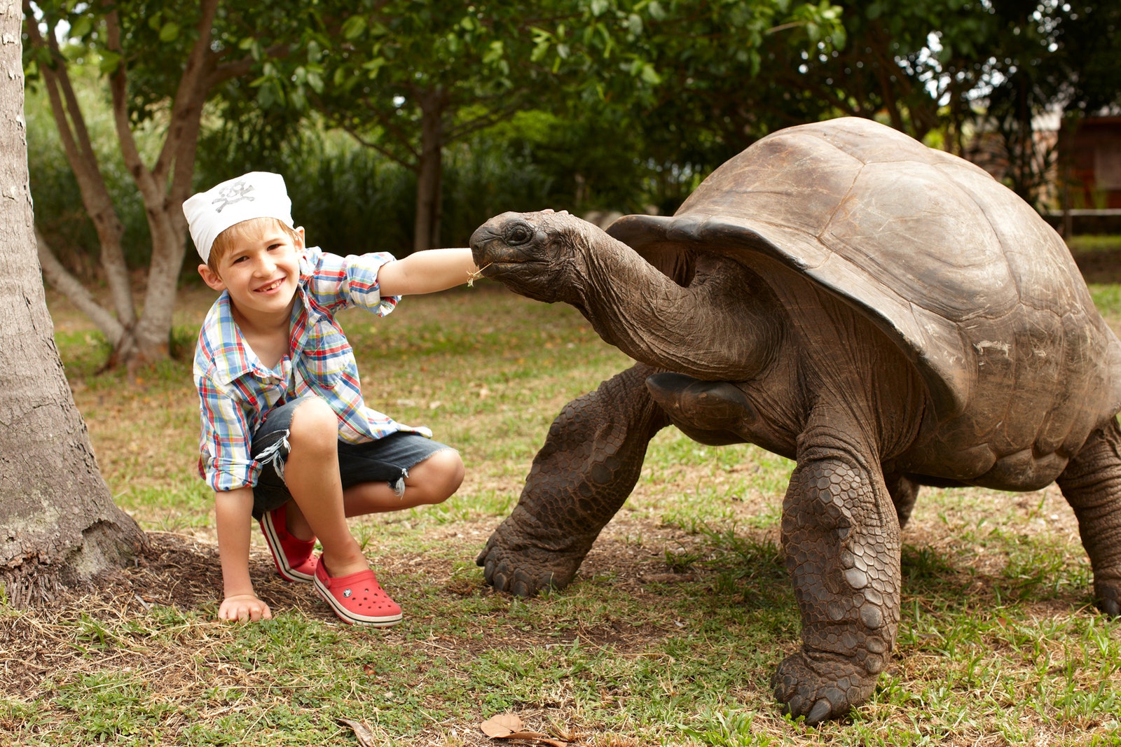 Гигантская черепаха показывает остров гостям.