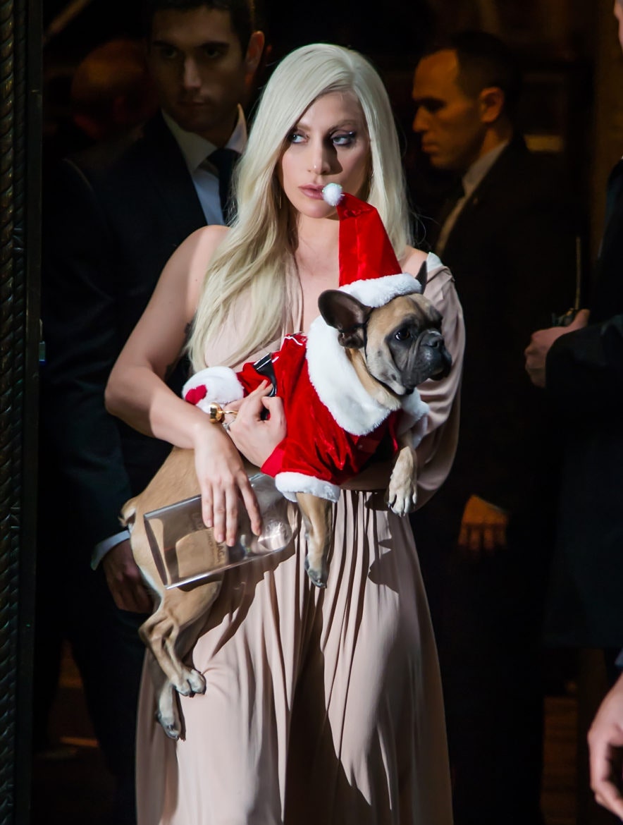 Леди Гага и один из ее трех французских бульдогов — Кодзи