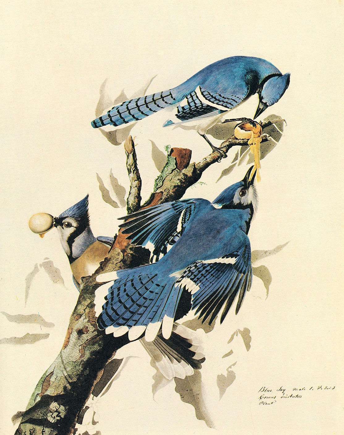 «Голубые сойки» иллюстрация Джона Джеймса Одюбона из книги Birds of America 1830е