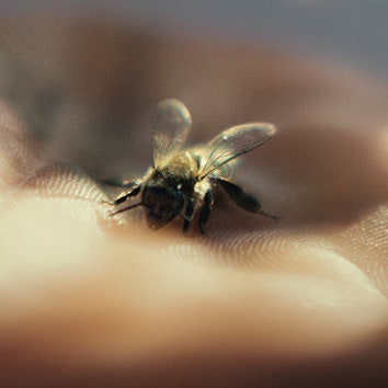 Как использовать продукты пчеловодства в уходе за кожей и волосами