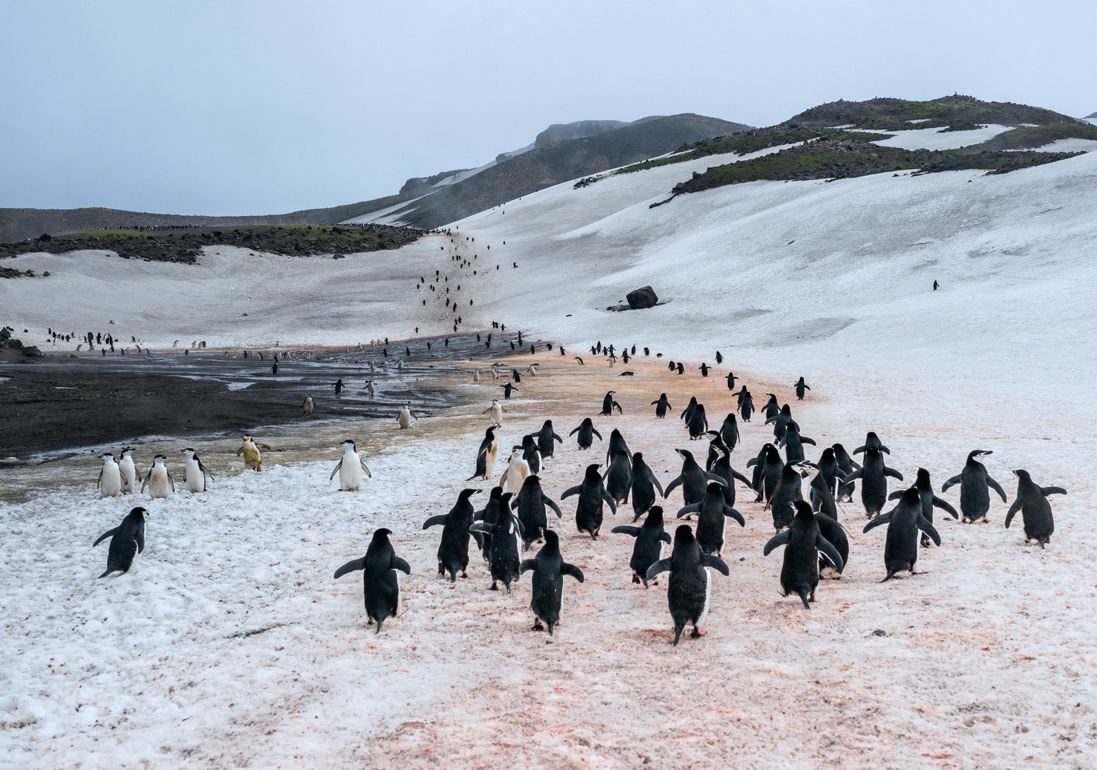 К пингвинам подходить запрещено а вот им можно туристов даже трогать  клювами