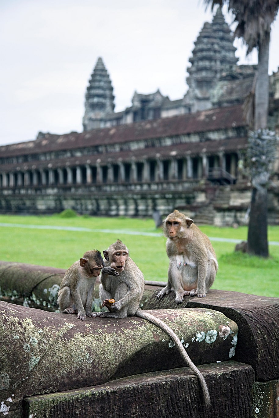 Обезьяны храмового комплекса АнгкорВат