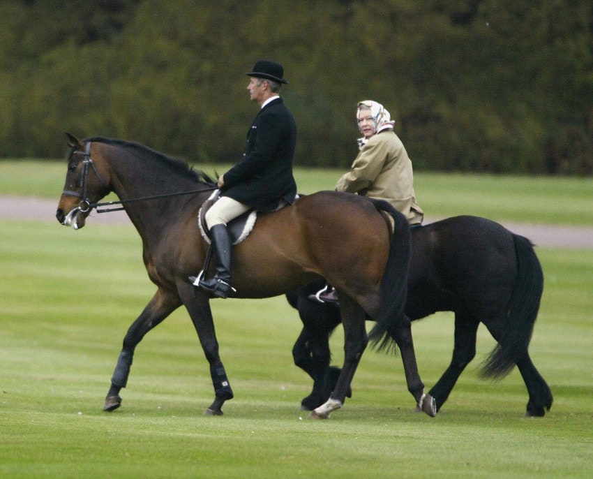 Елизавета II разводит скаковых лошадей фото