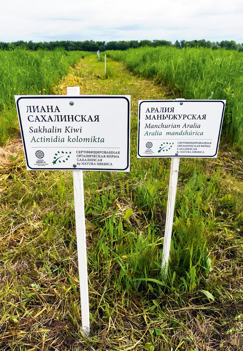 На своей сахалинской ферме Natura Siberica выращивает пятнадцать видов растений.