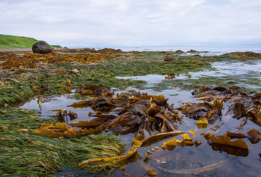 Побережье Охотского моря после отлива. Здесь собирают водоросли для московских спа.