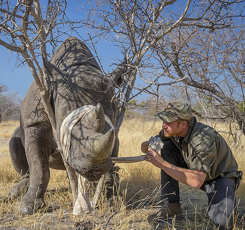 Принц Гарри во время операции по внедрению чипа носорогу Ботсвана январь 2017