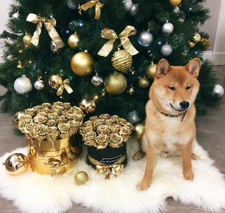 Собака Жанны Бьянки Йоши Сан поздравляет всех с Новым годом.