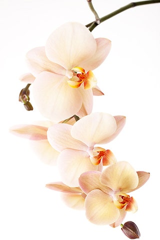 Мои цветы «Мне по душе орхидеи и розы — утонченные и капризные».