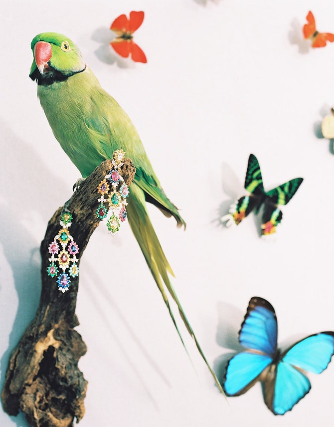 Инсталляция с попугаем