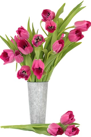 Мои цветы «Пышным розам предпочитаю сдержанные тюльпаны — в любых количествах и любого оттенка».