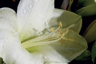 Цветок белого амараллиса.