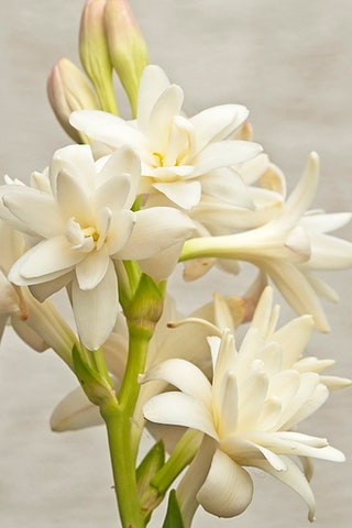 В сердце аромата —  белые цветы флердоранж который считается свадебным в Средиземноморье и тубероза по лепесткам которой...