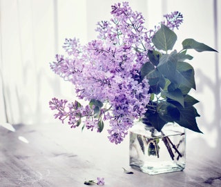 Мои цветы «Люблю сирень и фиалки. Вообще фиолетовый — мой цвет».