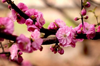 Персиковый сад весной вдохновил Килиана Хеннесси на аромат Flower of Immortality от Kilian.