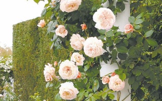 Весенняя роза звучит в туалетной воде для нижнего белья Eau de Lingerie от Guerlain.