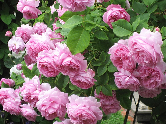 Украшения Piaget в форме розы коллекция Piaget Rose на фото | Tatler