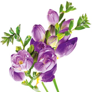 Мои цветы «Люблю букеты нежных фрезий они пахнут очень вкусно и так сильно — аромат разносится по всему дому».