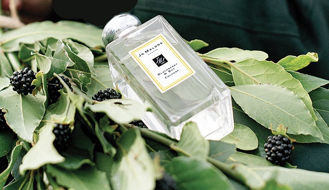 Jo Malone коллекция BlackberryBay с ароматом ежевики | Tatler
