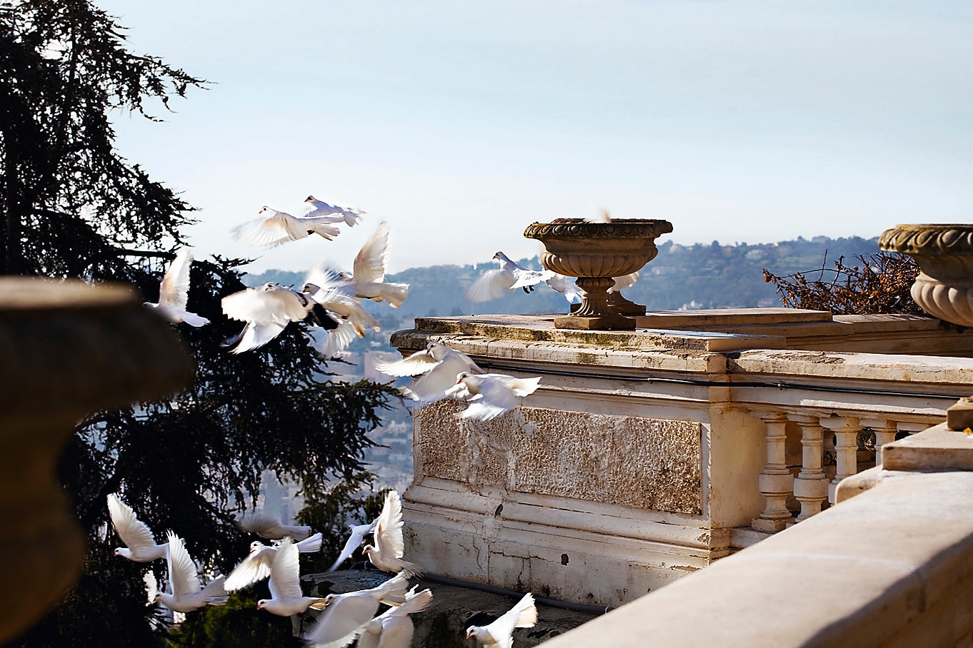 Белые голуби в небе над монакской виллой со стеклянным куполом  приобретение хозяина дома